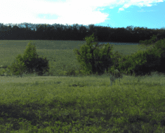 308 vs 30-06 for Hunting. What is Best?